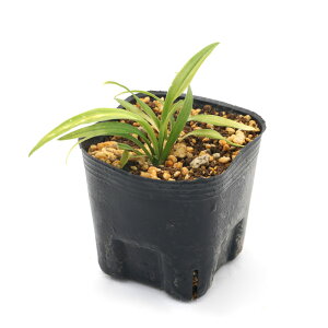 iR쑐jL`WE\Eigˑj@3i1|bgjixԁj