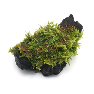 (テラリウム)苔 テラ向け ハイゴケ付流木 ミニサイズ(7cm程度)(1本)