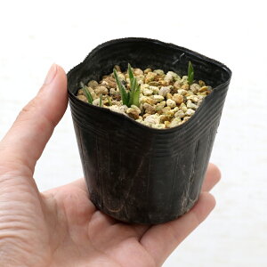 iR쑐jAbcUNi[hq|LVXj@xq@3i1|bgjixԁj