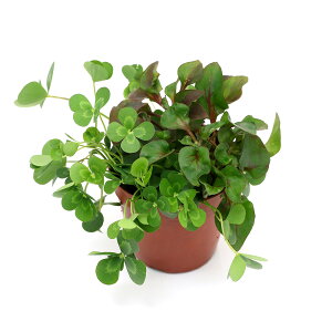 irIg[vjA@_J̔ɂ鐅A@`JƃA^[bh̊񂹐Ai1|bgjiA^[}ājixԁj