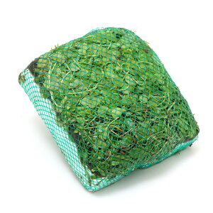 (水草)水生植物 巻きたて メダカが喜ぶ侘び島!〜赤系水草Ver.〜 浮き島 産卵 隠れ家(水上葉)(1個)