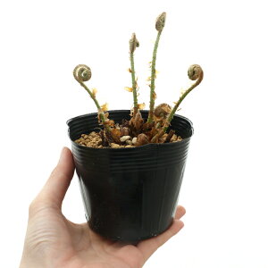 iR쑐jV_irjWEWV_i\rj3i1|bgjhixԁj