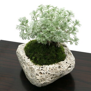 (盆栽)苔盆栽 アサギリソウ(朝霧草)〜白溶岩石鉢〜 Sサイズ(1鉢)