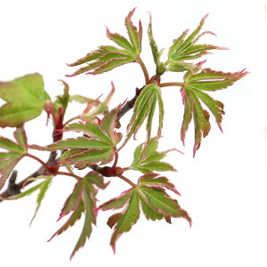 (山野草)盆栽 品種系モミジ 松ヶ枝(マツガエ) 3号(1ポット)(休眠状態)