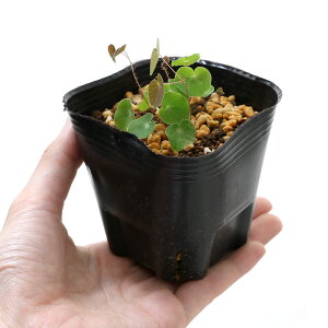 iR쑐jԔ~ԃCJ\EiԔ~Ԓj@3i1|bgjixԁj