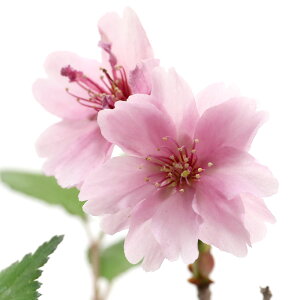 �i�R�쑐�j�~�́@�T�N���i���j���������i�x�m���j�@3���i1�|�b�g�j�i�x����ԁj