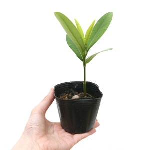 iR쑐j~́@uien{N@Ɨt؁j@3i1|bgj