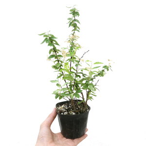 iR쑐jRf}i{j@sNACX@3i1|bgjixԁj