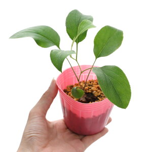 iR쑐jFIPiFQj3i1|bgjixԁj