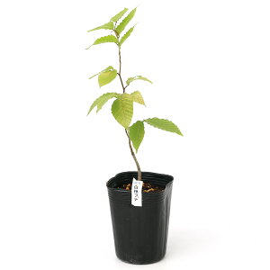 iR쑐j~́@_ui@3i1|bgjixԁj