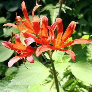 iR쑐jLclmJ~\iRXTMGi@ς̒䓁j3i1|bgj