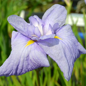 （ビオトープ）水辺植物　花菖蒲　藤衣（フジゴロモ）白地紫覆輪三英花（1ポット）
