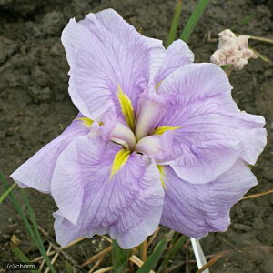 irIg[vjA@ԏҊ@ցiTNcoLj@nԔdi1|bgj