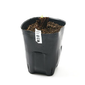 irIg[vjA@ԏҊ@ꐆ̖iCbXCmjɐngؑ֘Zpԁi1|bgjixԁj