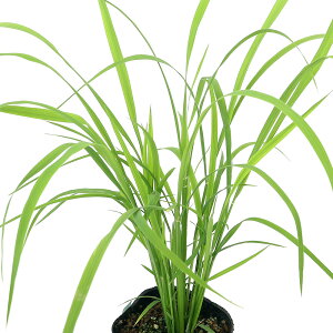 irIg[vjA@Ă̕c@Ñā@C246iTCJCJjϏܗp@3i1|bgjixԁj