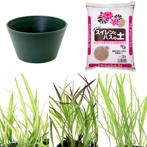 (ビオトープ)イネトープ 稲苗栽培セット おまかせ稲苗3種+睡蓮鉢(グリーン)+固形肥料+用土 観賞用稲 自由研究 本州四国限定