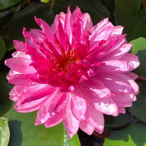 irIg[vj@@ѐ@iXCjij@tNV@||@Fuchsia@Pom@Pom@i1|bgjixԁj