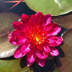 �i�r�I�g�[�v�j���@�@���ѐ����@�i�X�C�����j�i�ԁj�@�}�j�[�@���b�h�@Manee�@Red�@�i1�|�b�g�j�i�x����ԁj