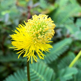 （ビオトープ／水生植物）ミズオジギソウ　5〜10cm（1本）抽水植物