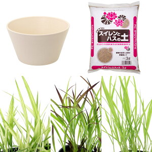 (ビオトープ)イネトープ 稲苗栽培セット おまかせ稲苗3種+睡蓮鉢(ホワイト)+固形肥料+用土 観賞用稲 自由研究 本州四国限定