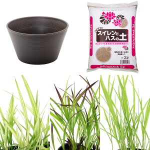 (ビオトープ)イネトープ 稲苗栽培セット おまかせ稲苗3種+睡蓮鉢(ブラウン)+固形肥料+用土 観賞用稲 自由研究 本州四国限定
