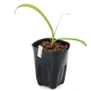 (ビオトープ)水生植物 クリビア ロブスタ(クンシラン、君子蘭)3号(1ポット)(休眠状態)