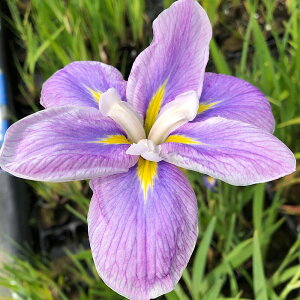 irIg[vjA@ԏҊ@ԎԁiniO}j@]ˌnnٌ{JVZpԁi1|bgjixԁj