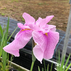 irIg[vjA@ԏҊ@t̓inmgVrj]ˌnZ֎Opԁi1|bgjixԁj