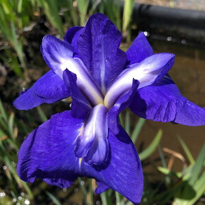 irIg[vjA@ԏҊ@O͔i~JcnVj]ˌnZ֎Opԁi1|bgjixԁj