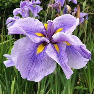 irIg[vjA@ԏҊ@FāiAIN}nQjn֕Zpԁi1|bgjixԁj