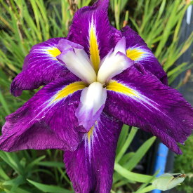 （ビオトープ）水辺植物　花菖蒲　雁の夜空（カリノヨゾラ）肥後系濃葡萄茶色六英花（1ポット）