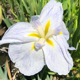 （ビオトープ）水辺植物　花菖蒲　涼夕（リョウセキ）（1ポット）