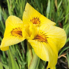 （ビオトープ）水辺植物　花菖蒲　堺の黄金（サカイノオウゴン）（1ポット）