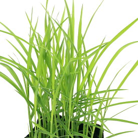 （ビオトープ）水辺植物　お米の苗　古代米　翠米（アクネモチ）緑米　3号（1ポット）観賞用稲　自由研究　もち米