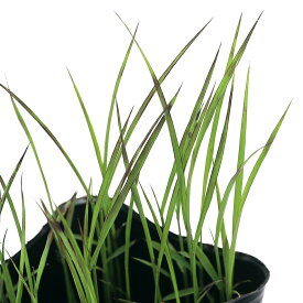 （ビオトープ）水生植物　お米の苗　古代米　紫黒米　さよむらさき　3号（1ポット）観賞用稲　自由研究　もち米