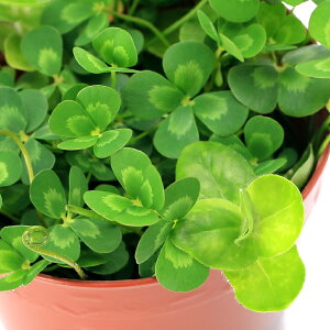 irIg[vjA@_J̔ɂ鐅A@`JƃCG[oRp̊񂹐Ai1|bgjioRp}ājixԁj