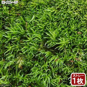 ieEjہ@AnVKSPietہj@g[1@48×33cm