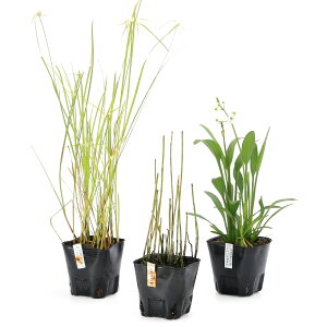 �i�r�I�g�[�v�j�����A���@��������R���I�r�I�A��3�_�Z�b�g�i�i�K�o�I���_�J�A�V���T�M�J���c���A�~�Y�g�N�T�j�i�x����ԁj