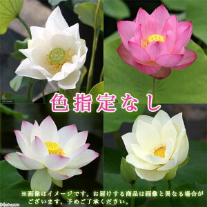 (ビオトープ)蓮 ハス 花色おまかせハス 品種記載なし (1ポット)(休眠状態)