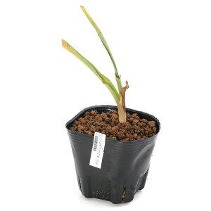 iϗtAjTLcNT@ԁ@3i1|bgjixԁj