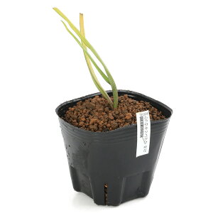 iϗtAjTLcNT@ԁ@3i1|bgjixԁj