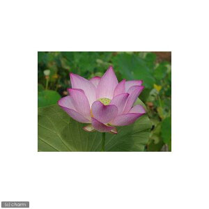 irIg[vj@@nXisNj@n@iQVnXji1|bgj@tixԁj