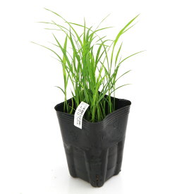 （ビオトープ）水生植物　お米の苗　低グルテリン米　LGCソフト（エルジーシーソフト）観賞用稲　3号（1ポット）（休眠状態）