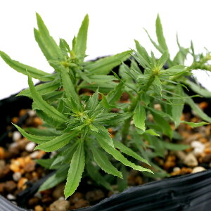 iR쑐jV_irjqngEQVoiŁj3i1|bgjΐN