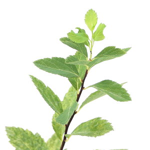 iR쑐jtCRf}i{j3i1|bgjixԁj