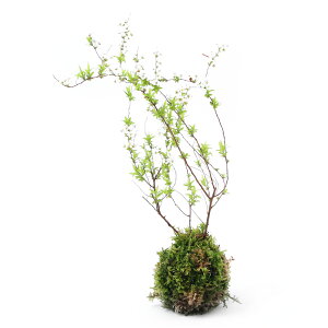 i~́jۋʁ@LiMiji1j@ϗtA@RPʁixԁj