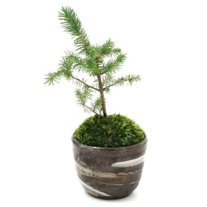 楽天市場】（山野草）苔盆栽 アカエゾマツ 穴有益子焼植木鉢（刷毛目 