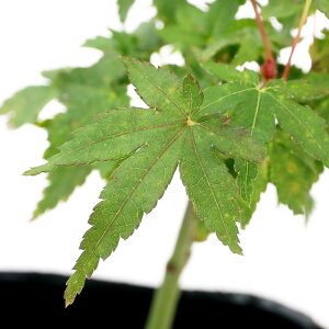 iR쑐j~́@in~W@iJV}j3i1|bgjixԁj