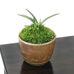 (山野草)苔盆栽 品種系オモト 群雀 穴有益子焼植木鉢(還元)(1鉢)
