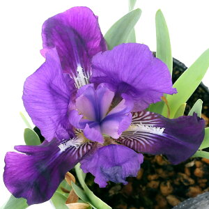 iR쑐jRAiҊjiLRAi싞Ҋj3i1|bgjixԁj